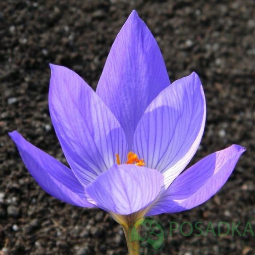 картинка Крокус Conqueror  картинка Крокус Conqueror