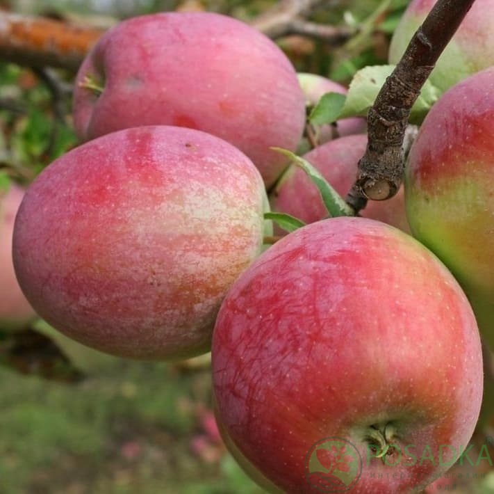 картинка Яблоня Граф Эззо 