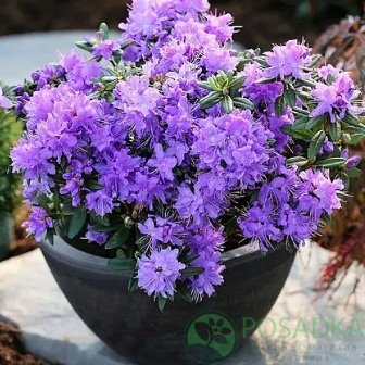 картинка Рододендрон St Merryn 4л 