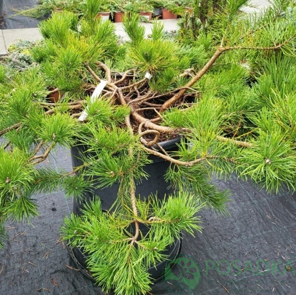 картинка Сосна обыкновенная Хилсайд Крипер С2 