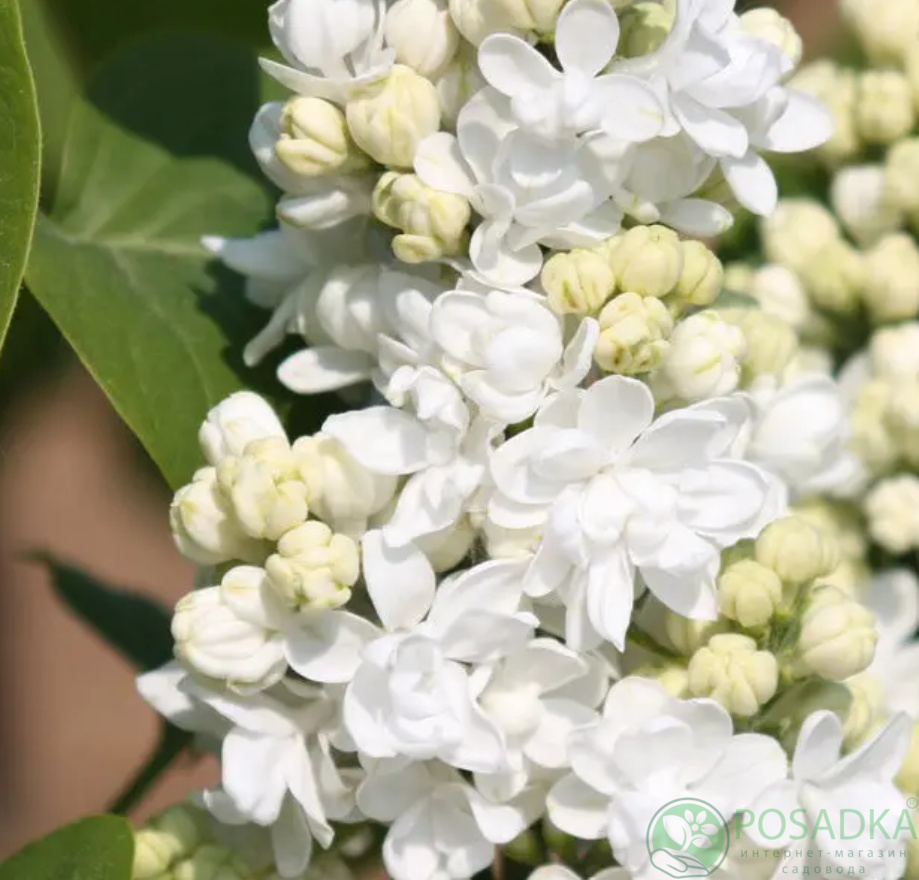 картинка Сирень Мадам Лемуан (Mme Lemoine) 