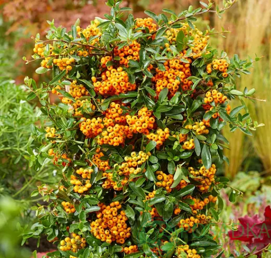 картинка Пираканта карликова Санни Стар  картинка Пираканта карликова Санни Стар