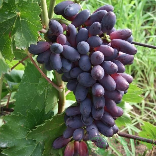 картинка Виноград кишмиш Яся 