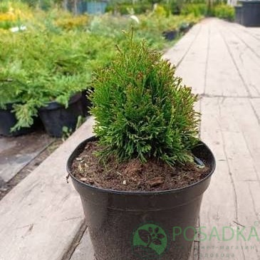 картинка Туя западная Мики 