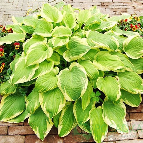 картинка Хоста Delta Dawn 