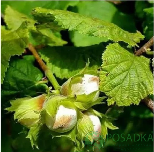 картинка Фундук Пирожок (двухлетний) 