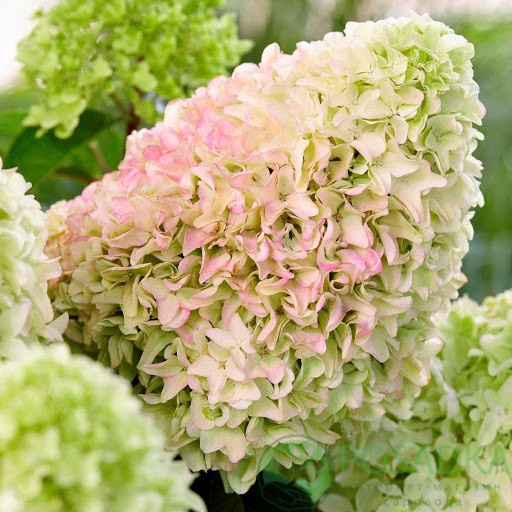 картинка Гортензия метельчатая Little Fraise 