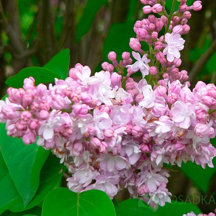 картинка Сирень обыкновенная "Монтень" 