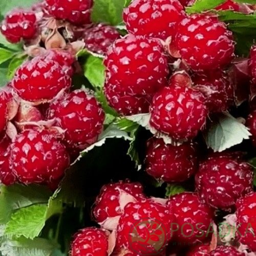 картинка Ежевика Ред Даймонд (Red Diamond) 