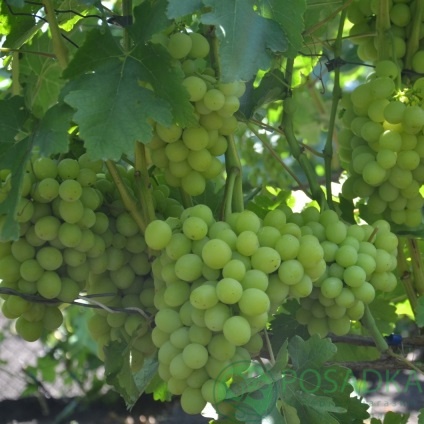 картинка Виноград Нельсон 