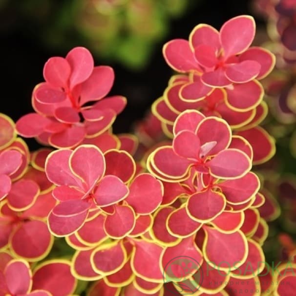 картинка Барбарис Тунберга Orange Sunrise 