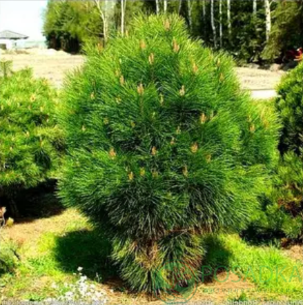 картинка Сосна nigra Rockley WB 