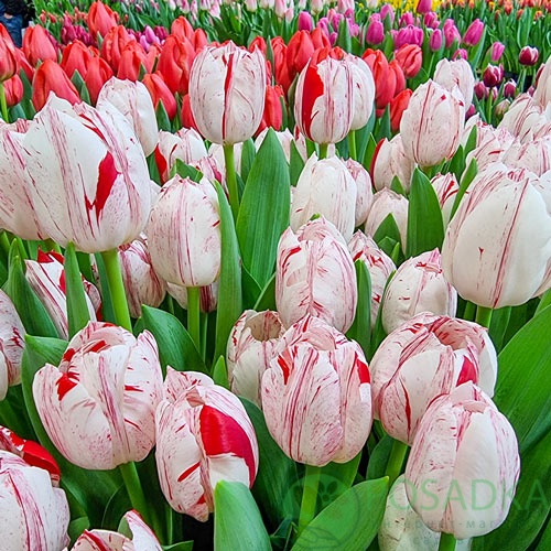 картинка Тюльпан One Direction 