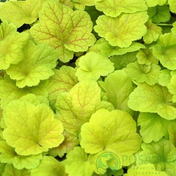 картинка Гейхера Electric Lime 