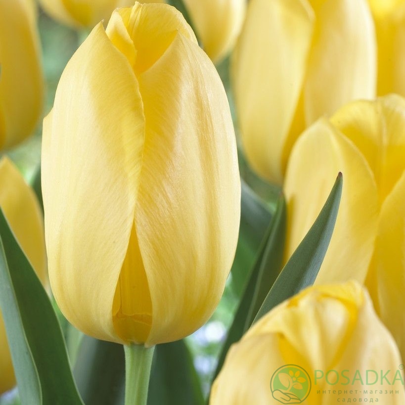 картинка Тюльпан Big Smile (3 шт) р9 
