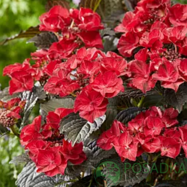 картинка Гортензия крупнолистная Black Diamond Teller After Midnight 