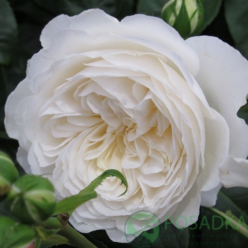 картинка Роза английская Белая (White English) 