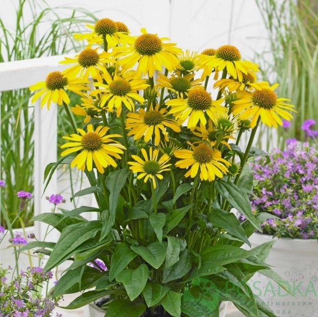 картинка Эхинацея Fountain Yellow 