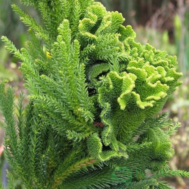 картинка Криптомерия японская Cristata 