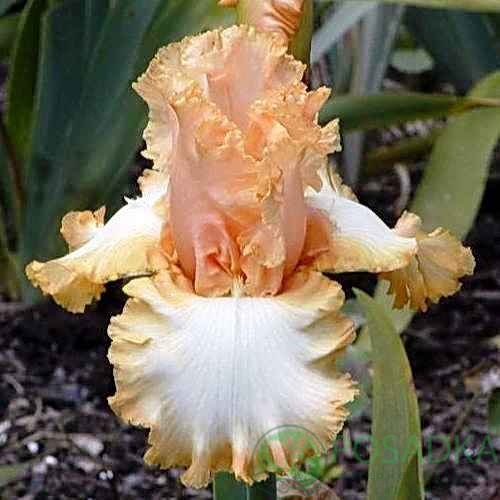 картинка Ирис бородатый Barbara My Love 