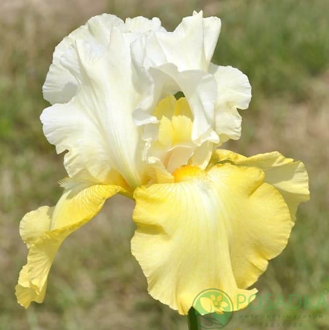 картинка Ирис germanica Wedding Candles 