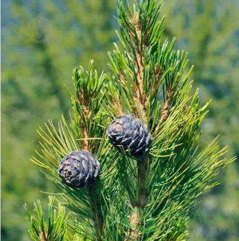 картинка Сосна Кедровая (Pinus cembra) 