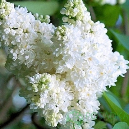 картинка Сирень обыкновенная Защитникам Бреста 