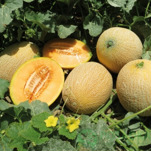 картинка Семена Дыня Ананас 1 г, Seedera 