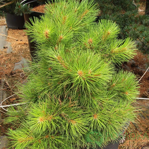 картинка Сосна желтая (Pinus ponderosa) С5 