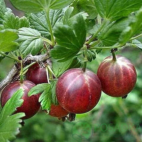 картинка Крыжовник Аристократ (контейнер р9) 