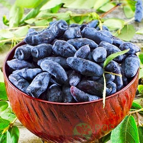 картинка Жимолость съедобная Карина 
