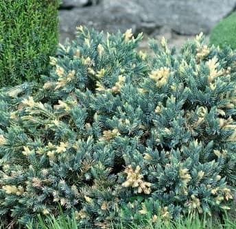 картинка Можжевельник чешуйчатый Голден Флейм 