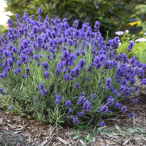 картинка Лаванда узколистная Dark Hidcote Blue 