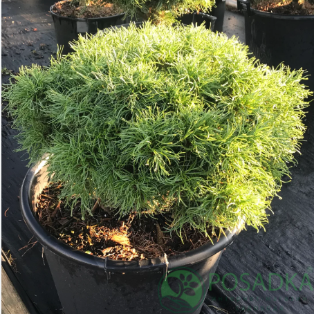 картинка Сосна веймутова Squiggles 