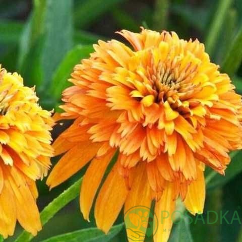 картинка Эхинацея Marmalade 