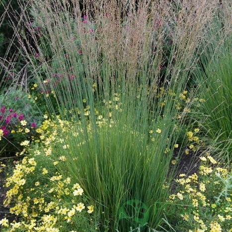 картинка Молиния голубая тростниковая Фонтан 