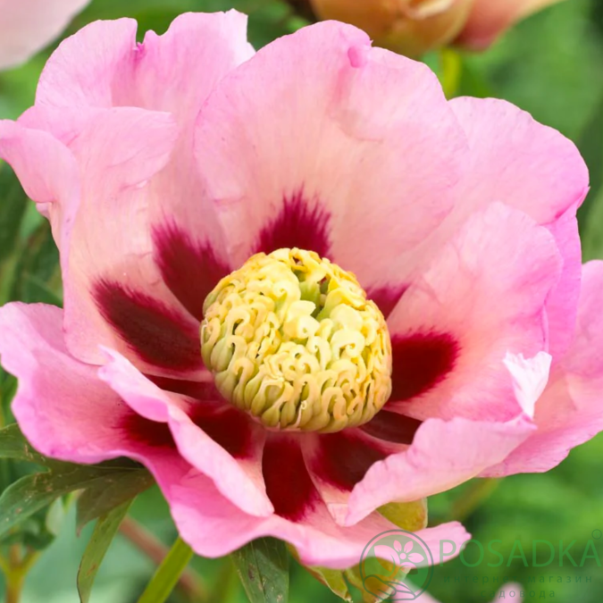 картинка Пион ITOH Pastel Splendor 