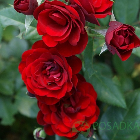 картинка Роза плетистая Ред Бьюти 