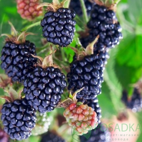 картинка Ежевика Осейдж (Osage) 