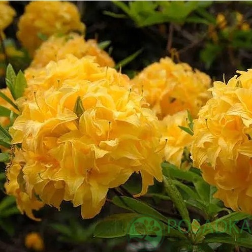картинка Азалия японская Yellow Pom Pom 