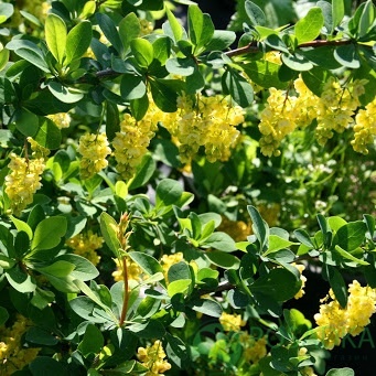 картинка Барбарис Тунберга Indian Summer 3л 