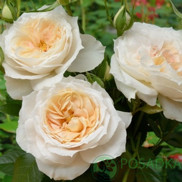 картинка Роза флорибунда Лайонз роуз (Lions Rose) 