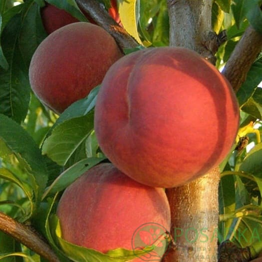 картинка Персик Крест Хейвен 