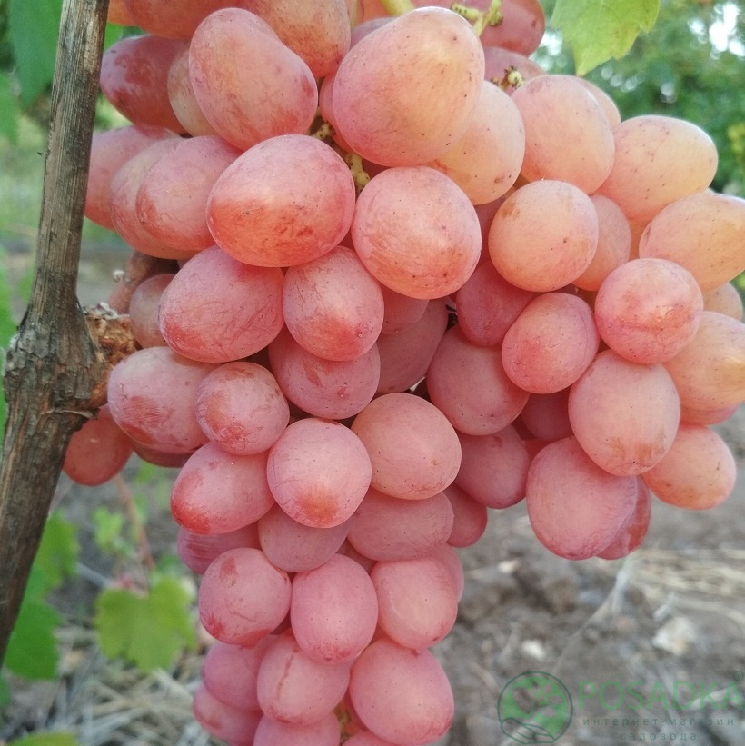 картинка Виноград кишмиш Находка 