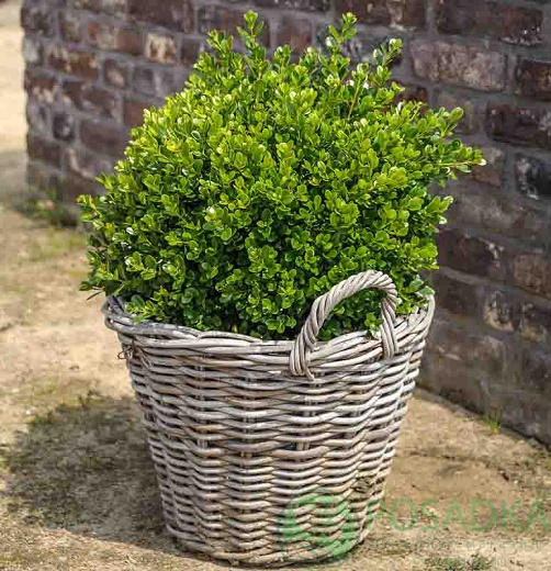 картинка Самшит (Buxus) мелколистный Фолкнер (Faulkner) 