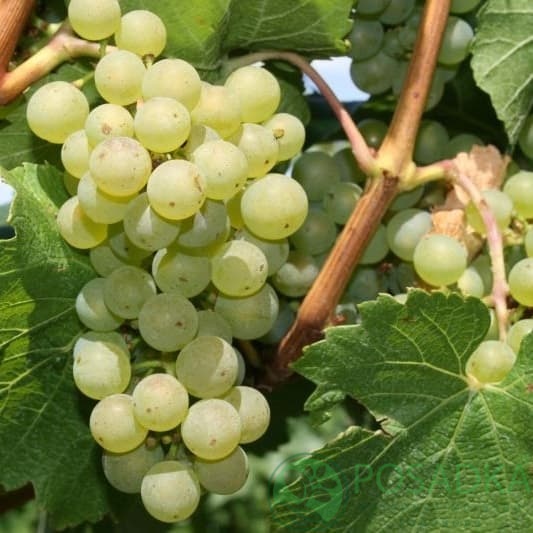 картинка Виноград Шардоне (винный) картинка Виноград Шардоне (винный)