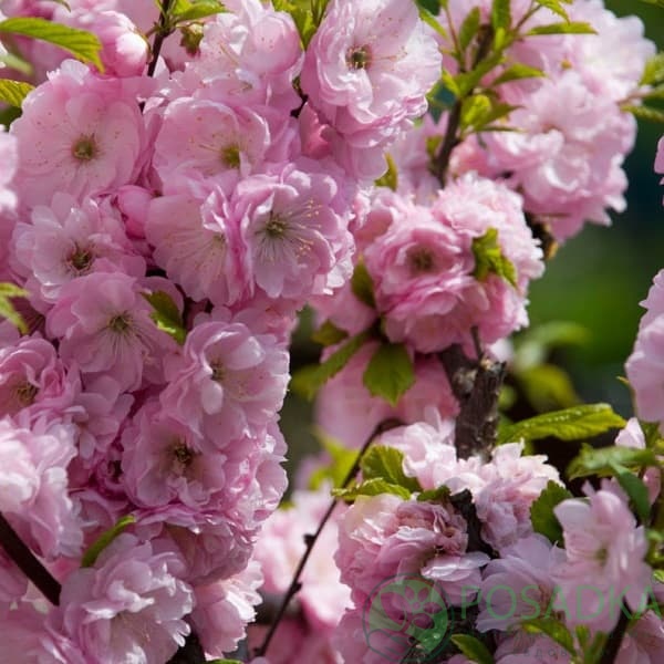 картинка Миндаль декоративный  картинка Миндаль декоративный