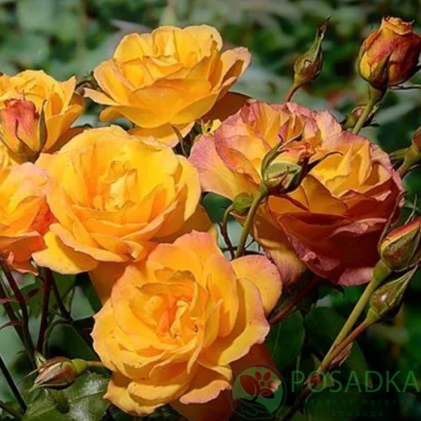 картинка Роза английская Сахара С2 