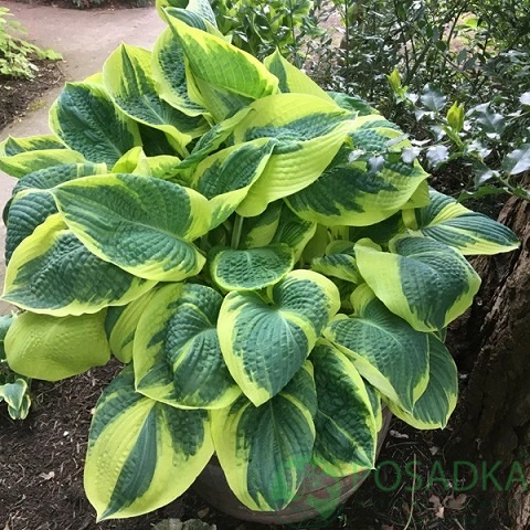 картинка Хоста Band of Gold  картинка Хоста Band of Gold