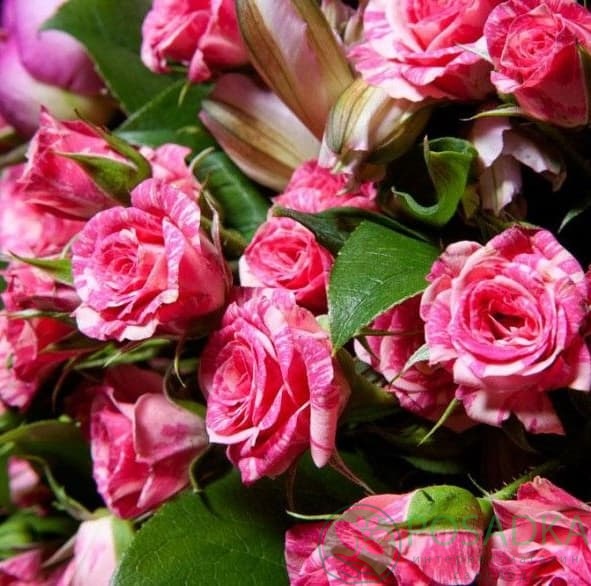 картинка Роза спрей Пинк Флеш  картинка Роза спрей Пинк Флеш